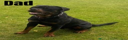 Rottweiler dogs for sale: 🐾 Beautiful Rottweiler Puppies - Advert 6