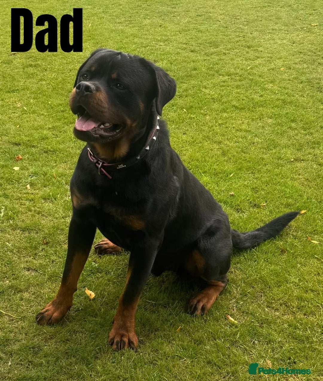 Rottweiler dogs for sale: 🐾 Beautiful Rottweiler Puppies - Advert 6