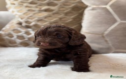 Cockapoo dogs for sale: ** BEAUTIFUL CHOC & EBONY TOY F1 COCKAPOO PUPS ** - Image 7