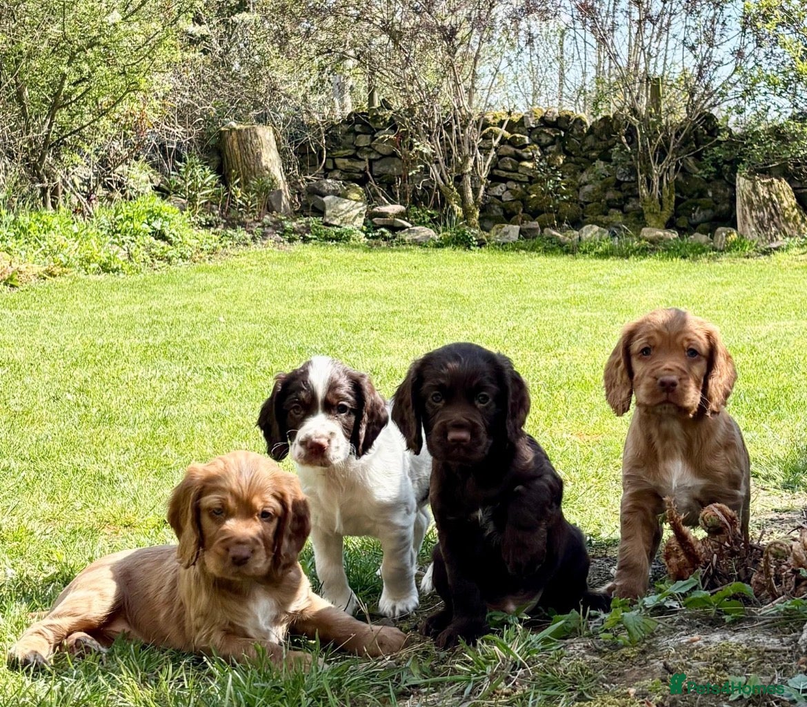 Cocker Spaniel dogs Working cocker spaniel puppies - Advert 1