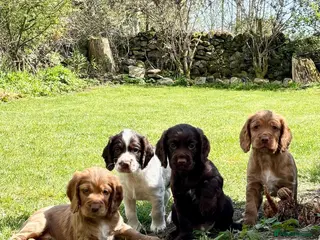 Cocker Spaniel dogs Working cocker spaniel puppies - Advert 1