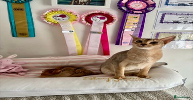 Abyssinian cats - Advert 2