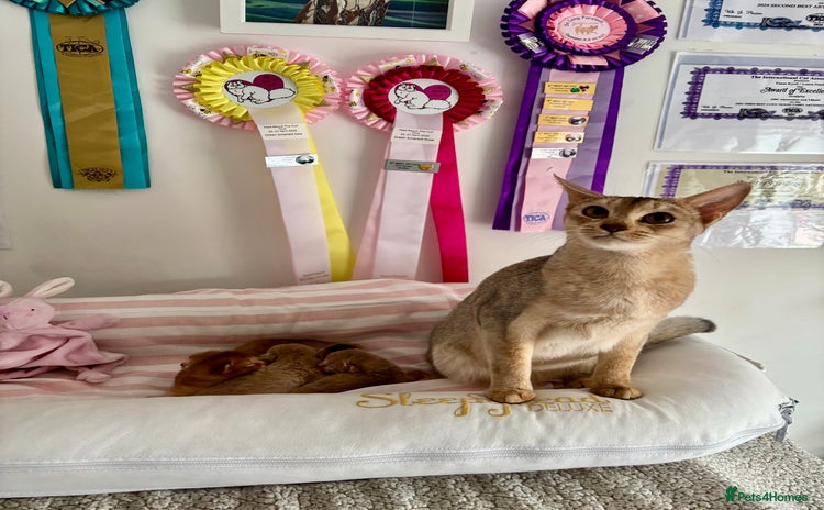 Abyssinian cats - Advert 1