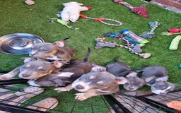 American Bully dogs for sale: Blue & lilac tri pocket bully’s  - Image 19