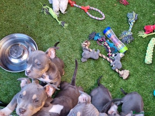 American Bully dogs Blue & lilac tri pocket bully’s - Advert 11