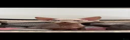 Devon Rex cats for sale: beautiful Devon Rex kittens  - Advert 7