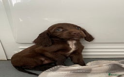 Cocker Spaniel dogs for sale: Cocker spaniel puppies for sale  - Image 6