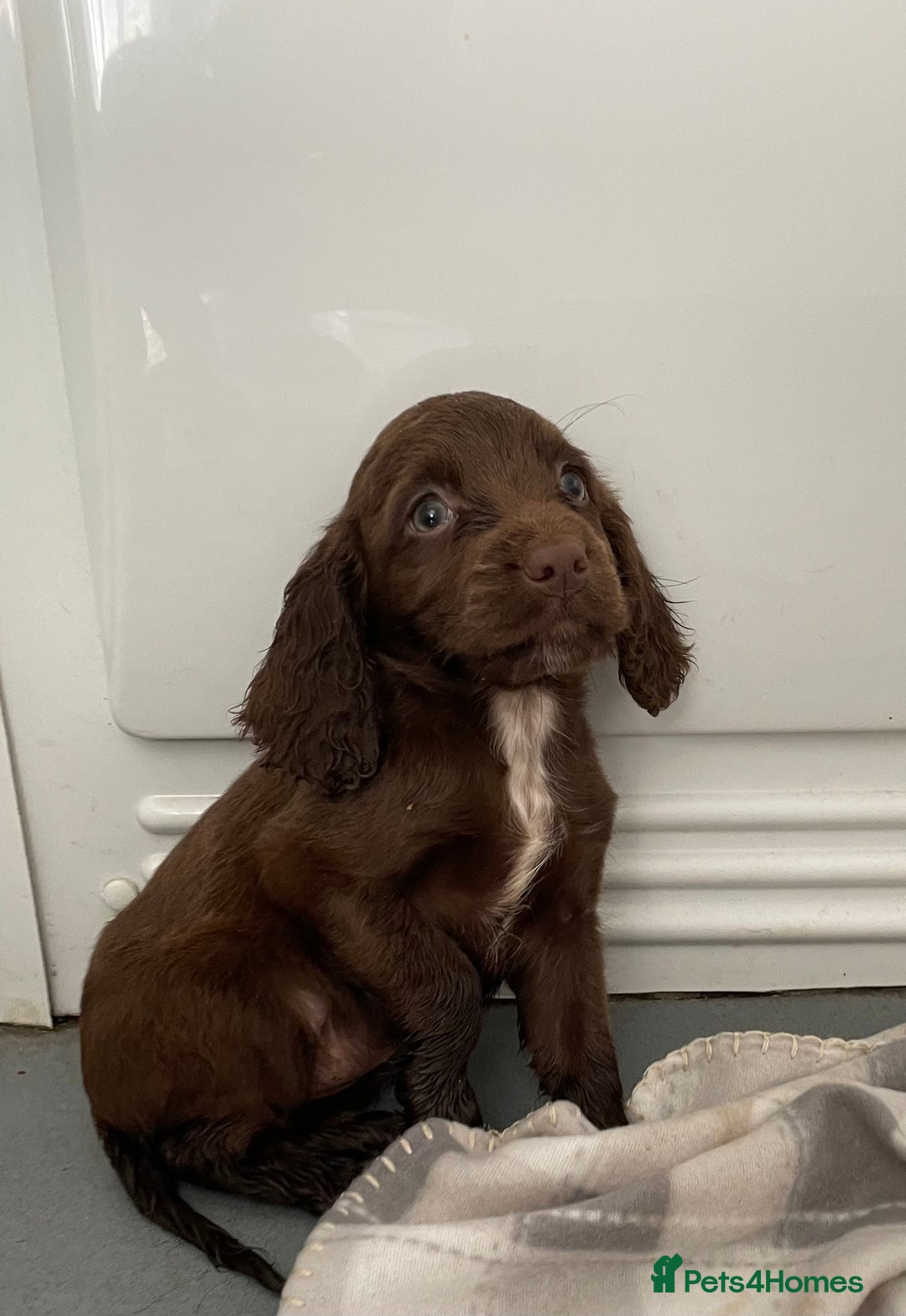 Cocker Spaniel dogs for sale: Cocker spaniel puppies for sale  - Image 6