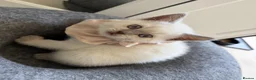 British Shorthair cats for sale: Stunning Pedigree Kittens | DNA Clear in Glasgow - Advert 13