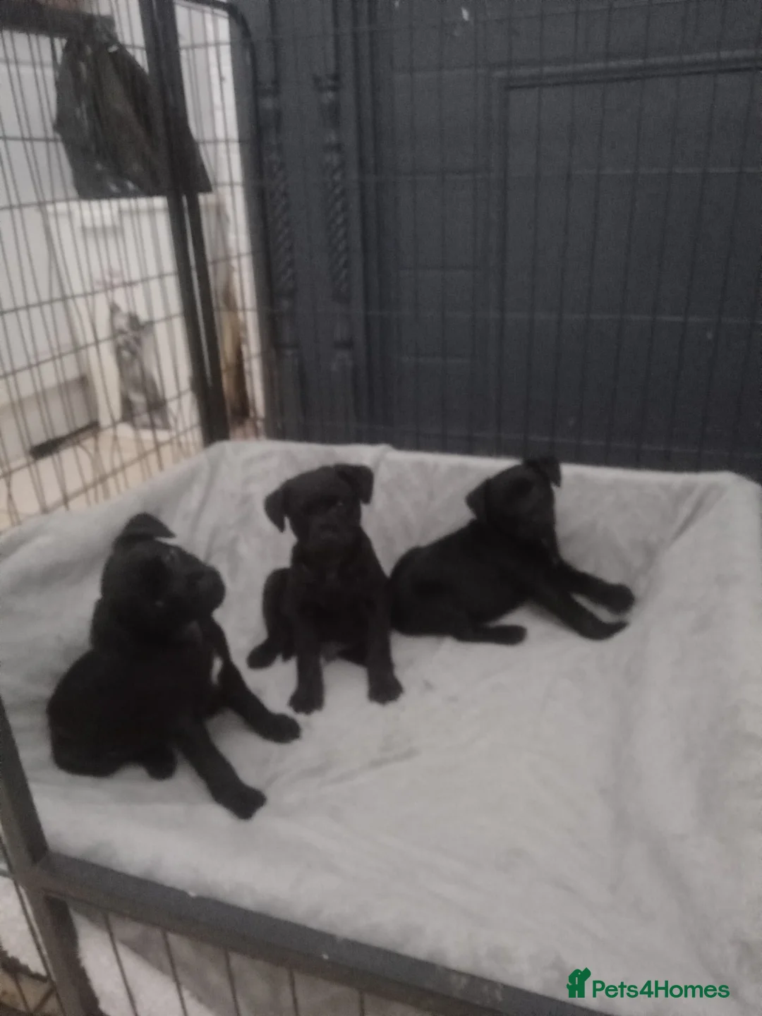 Patterdale Terrier dogs for sale: PATTERDALE PUPS FOR SALE READDY NOW  in Birkenhead - Advert 34