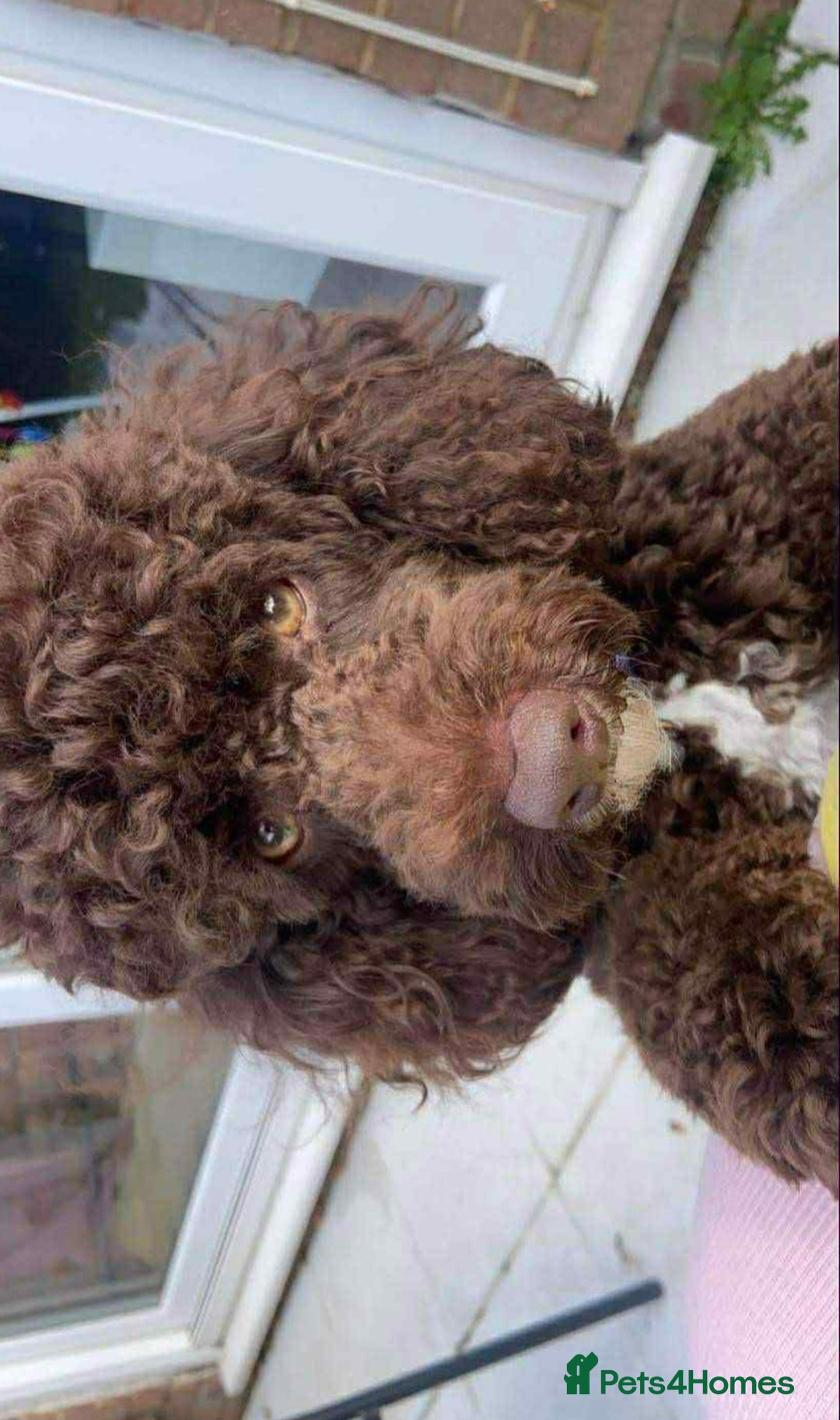 Miniature Poodle dogs for stud: Proven🏆, miniature poodle - Image 3