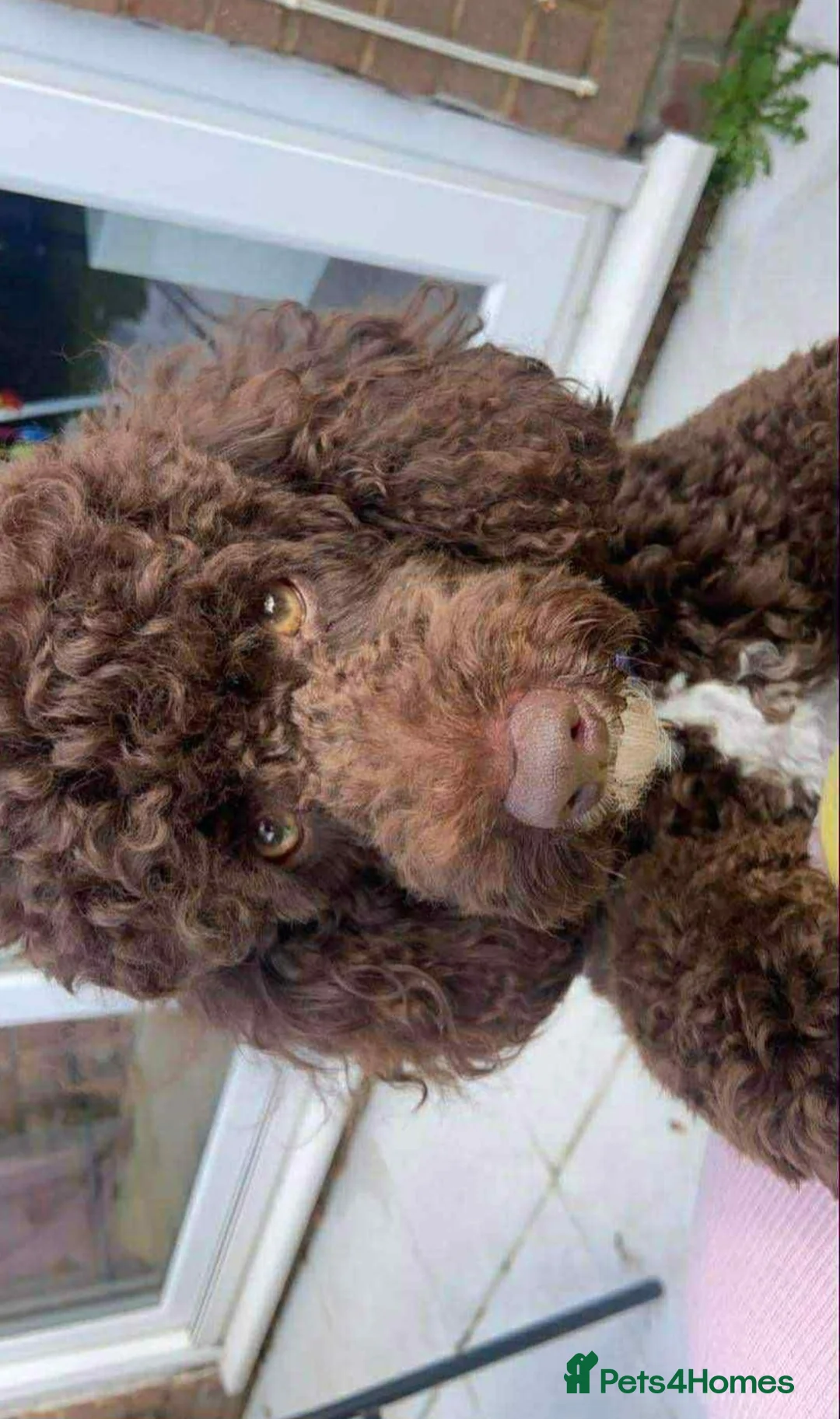 Miniature Poodle dogs for stud: Proven🏆, miniature poodle - Advert 4