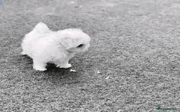 Maltese dogs for sale: Maltese puppies available  - Image 1