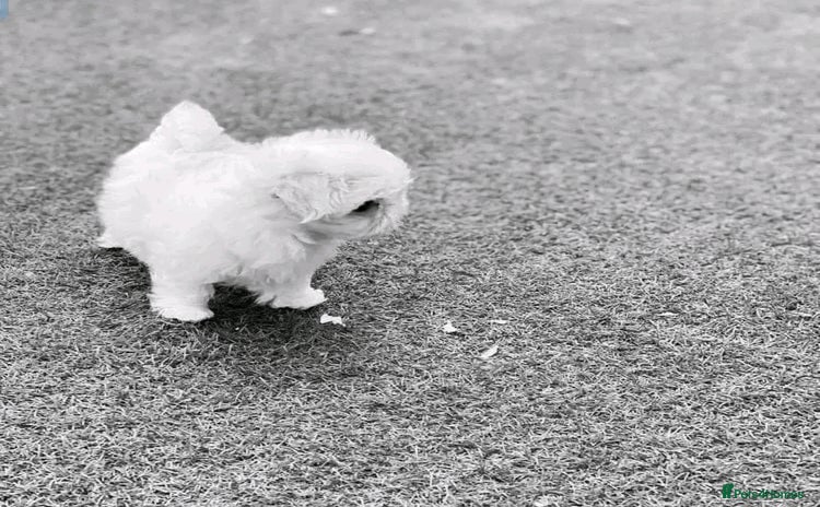 Maltese dogs - Advert 1