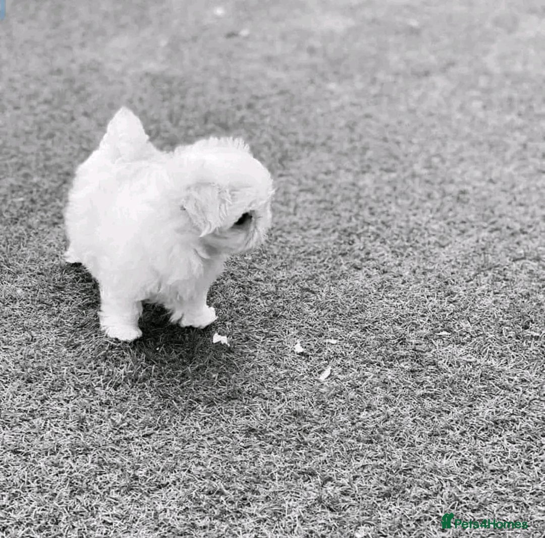 Maltese dogs for sale: Maltese puppies available  - Image 1