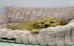 Cavapoo dogs for sale: Adorable Cavapoochon Puppies - Image 20