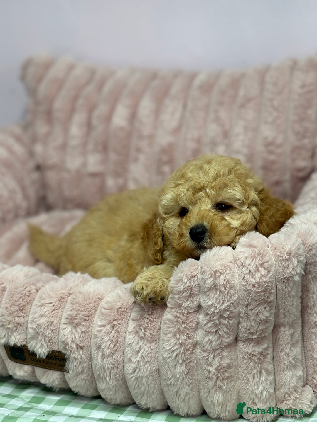 Cavapoo dogs for sale: Adorable Cavapoochon Puppies - Image 20