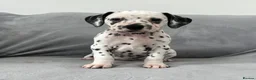Dalmatian dogs for sale: Beautiful litter of Dalmatian puppies  - Advert 8