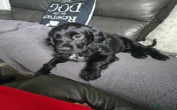 Cocker Spaniel dogs for sale: Cocker spaniel pups ready to leave now  3g, 1b - Image 22