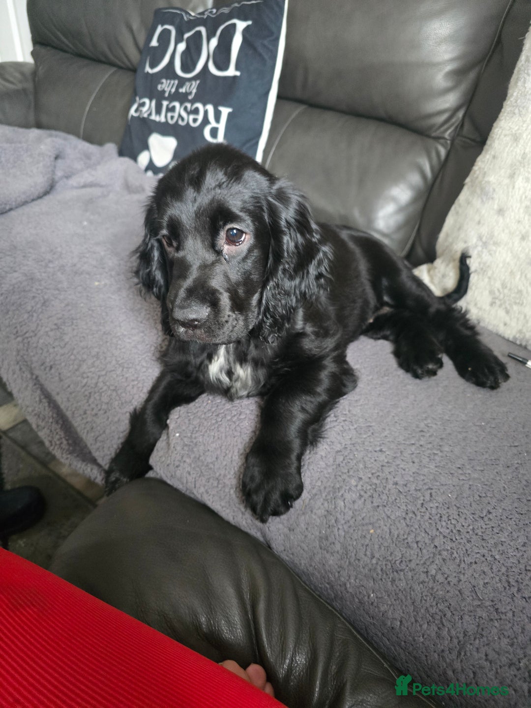 Cocker Spaniel dogs for sale: Cocker spaniel pups ready to leave now  3g, 1b - Image 22