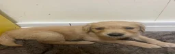 Golden Retriever dogs for sale: Ready now🐾 - Advert 7