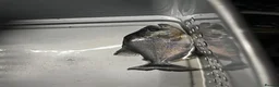 Piranhas fish for sale: Black piranha serrasalmus gibbus  - Advert 2
