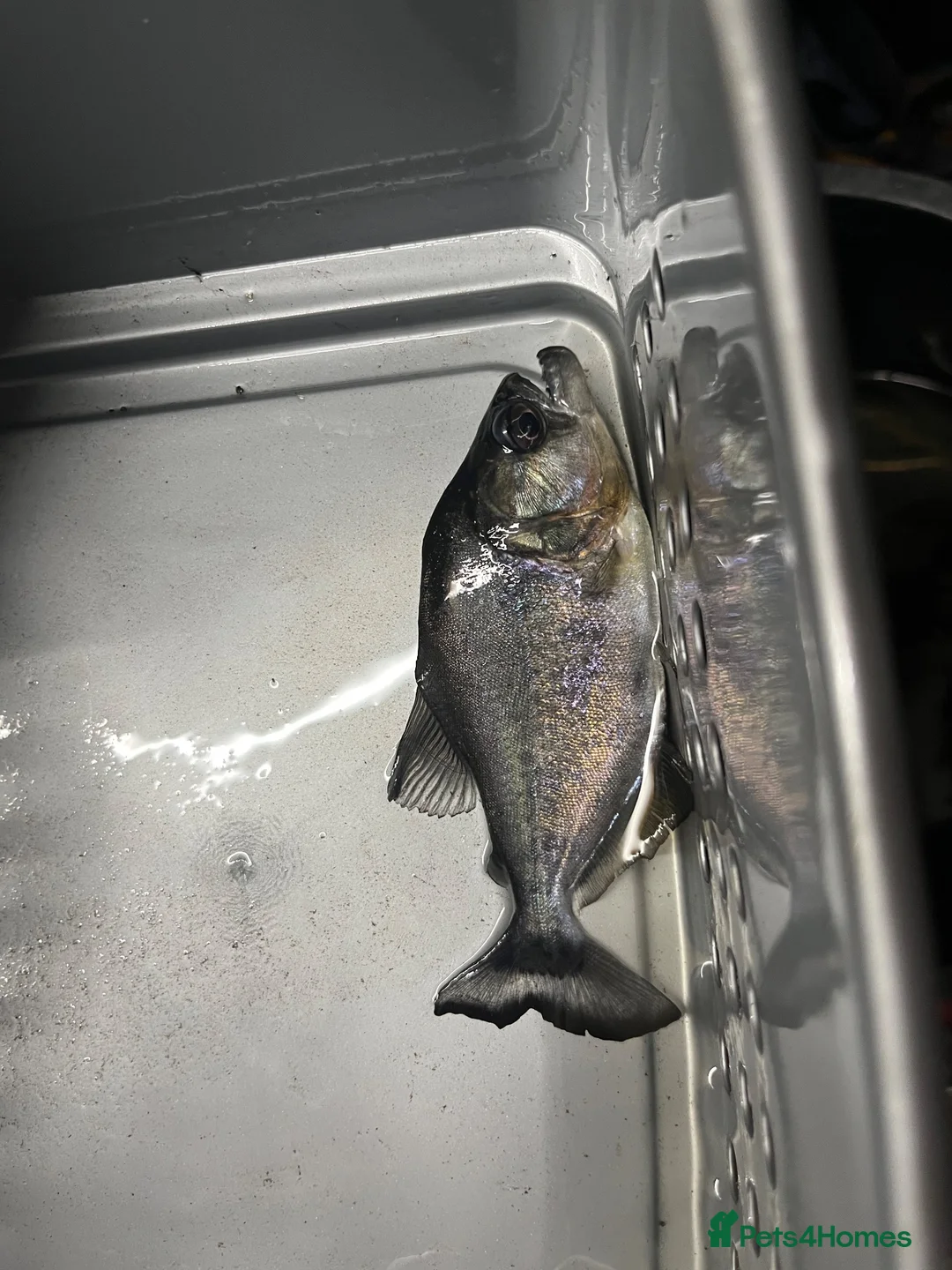 Piranhas fish for sale: Black piranha serrasalmus gibbus  - Advert 2
