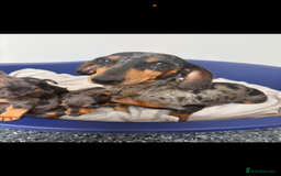 Miniature Dachshund dogs for sale: Dachshund puppies  - Image 6