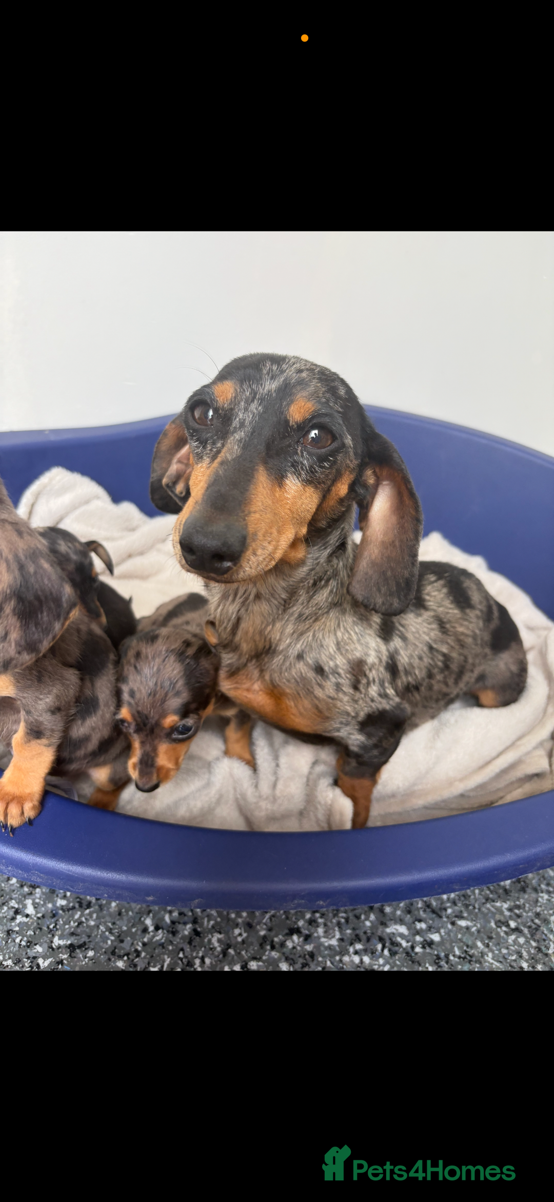 Miniature Dachshund dogs for sale: Dachshund puppies  - Image 6