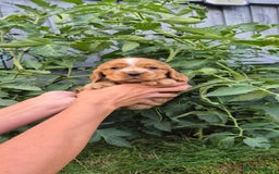Cocker Spaniel dogs for sale: SUPERB SHOW TYPE COCKER SPANIEL PUPPIES  - Image 3