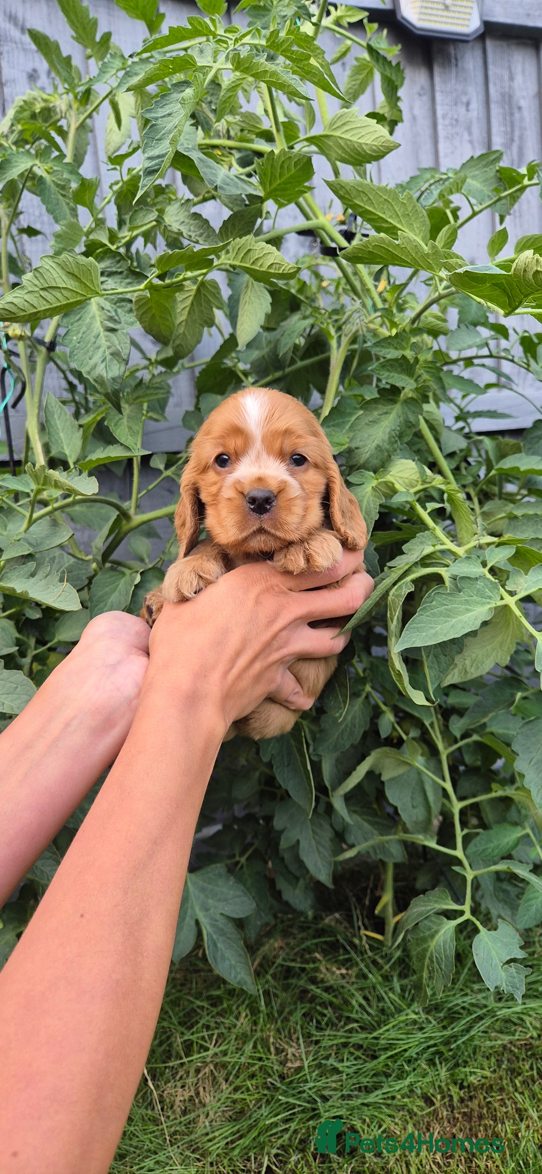 Cocker Spaniel dogs for sale: SUPERB SHOW TYPE COCKER SPANIEL PUPPIES  - Image 3