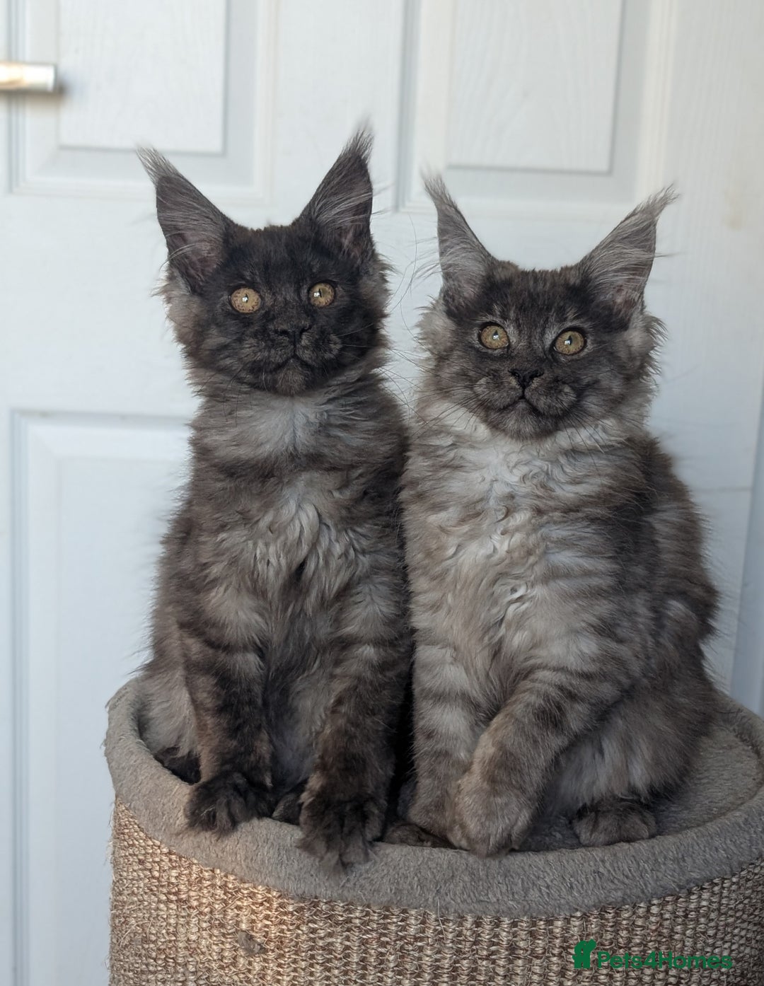 Maine Coon cats for sale: Maine coon kittens, Tica registered  - Image 9