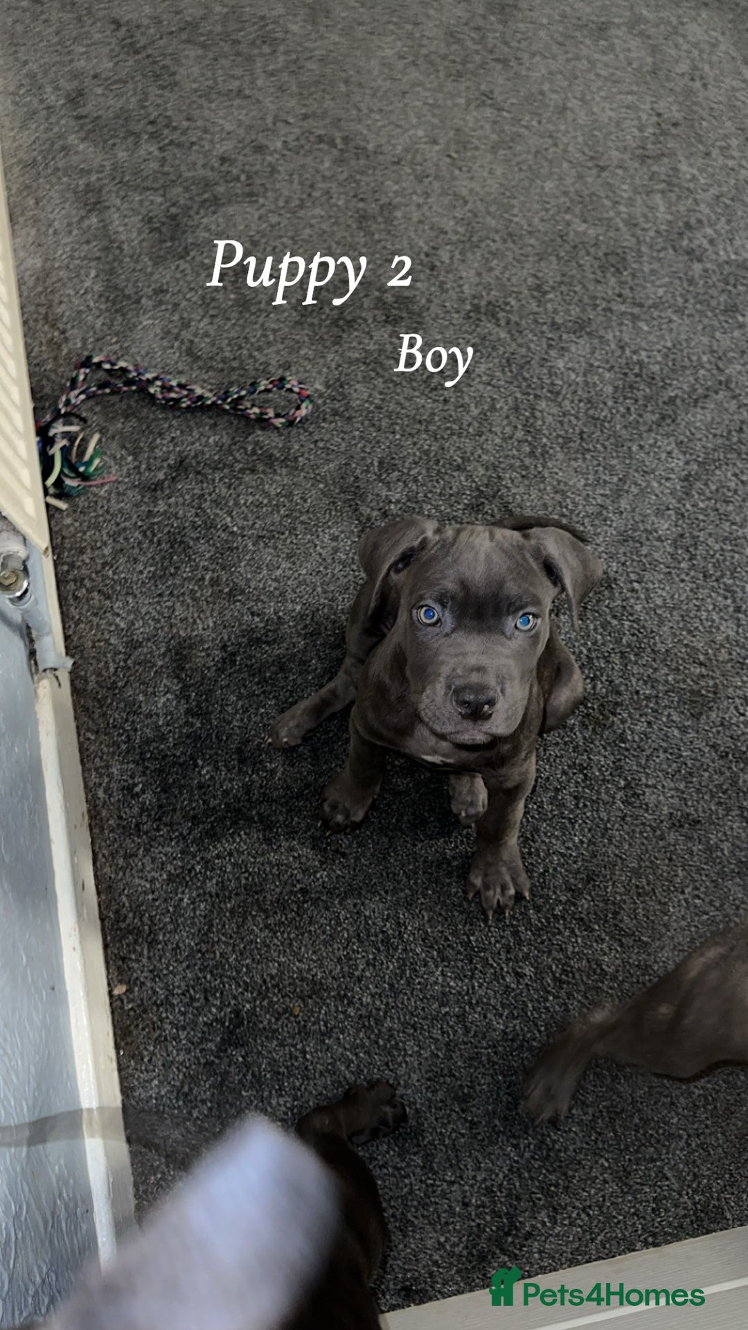 Cane Corso dogs for sale: Cane corso pups  - Advert 5