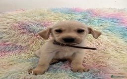 Goldador dogs for sale: Stunning litter of Goldador Puppies  - Image 26