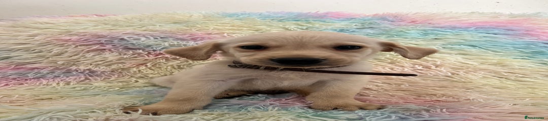 Goldador Puppy 2