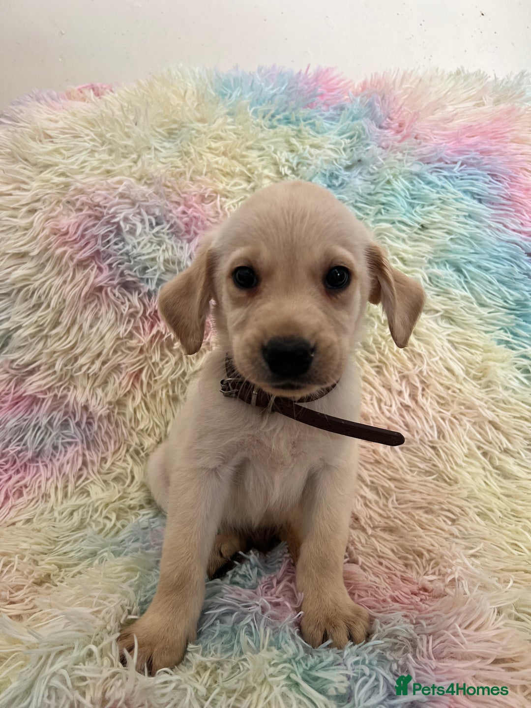 Goldador dogs for sale: Stunning litter of Goldador Puppies  - Image 26