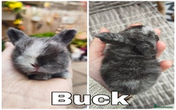 Mini Lop rabbits for sale: Stunning mini lops for reserve  - Image 2