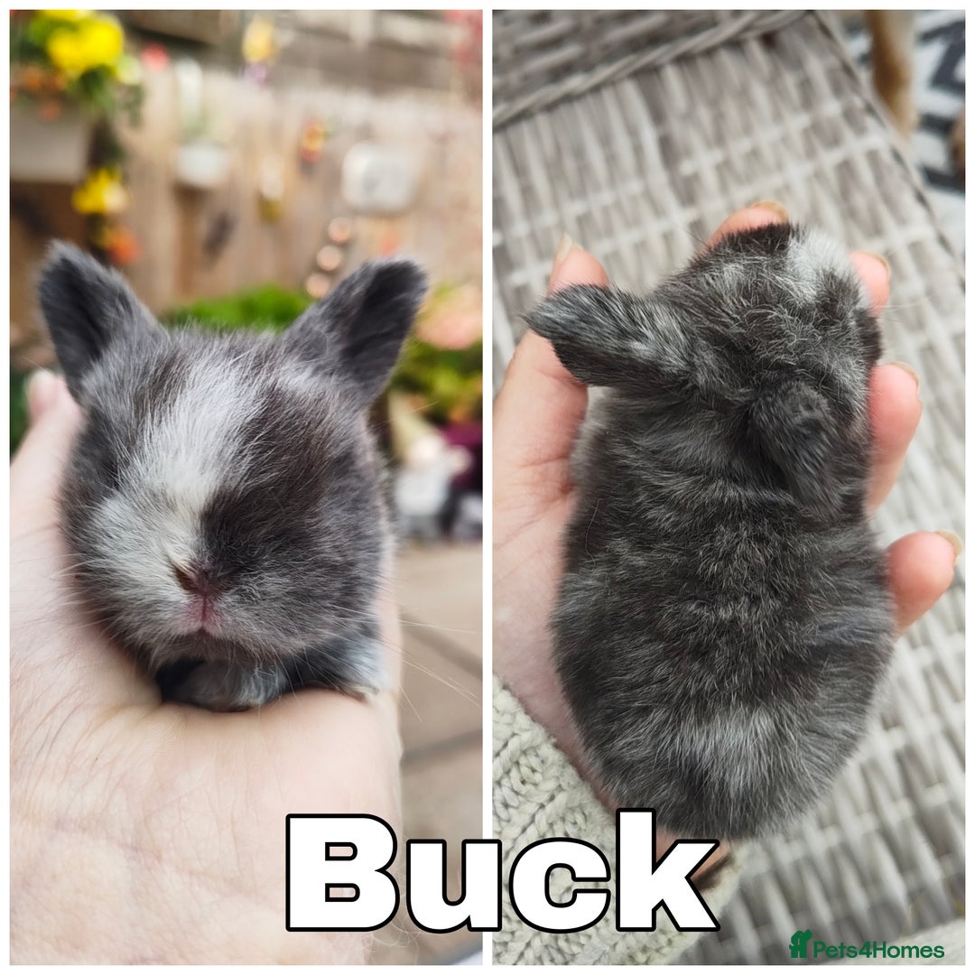Mini Lop rabbits for sale: Stunning mini lops for reserve  - Image 2