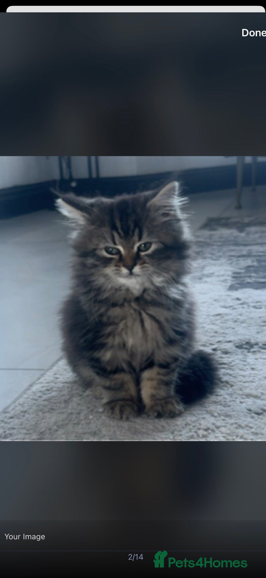 Turkish Angora cats for sale: Fluffy long hair kitten - Advert 8