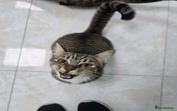 Mixed Breed cats for adoption: [Indoors Only] Lovely & affectionate Cuddlebugs - Image 10