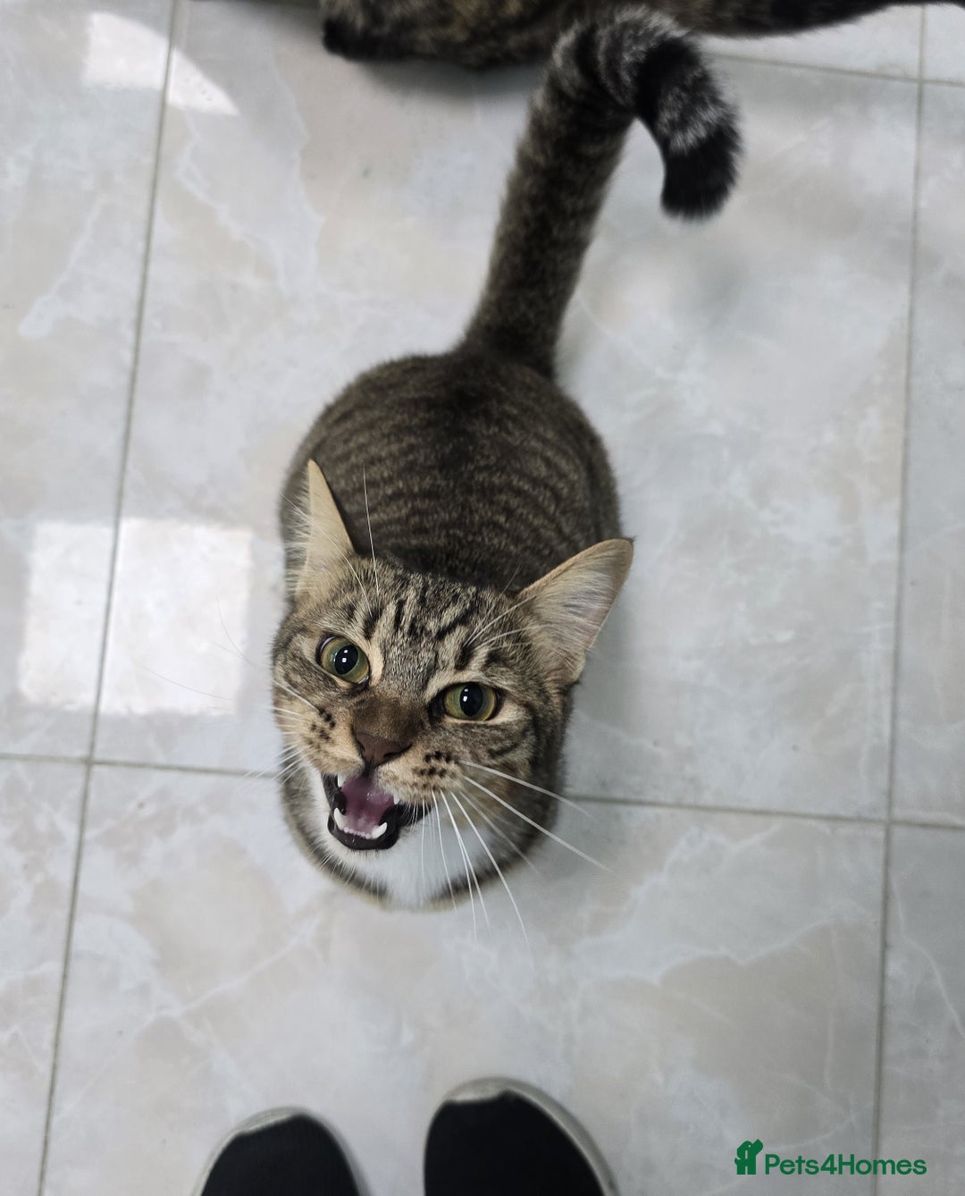 Mixed Breed cats for adoption: [Indoors Only] Lovely & affectionate Cuddlebugs - Image 10