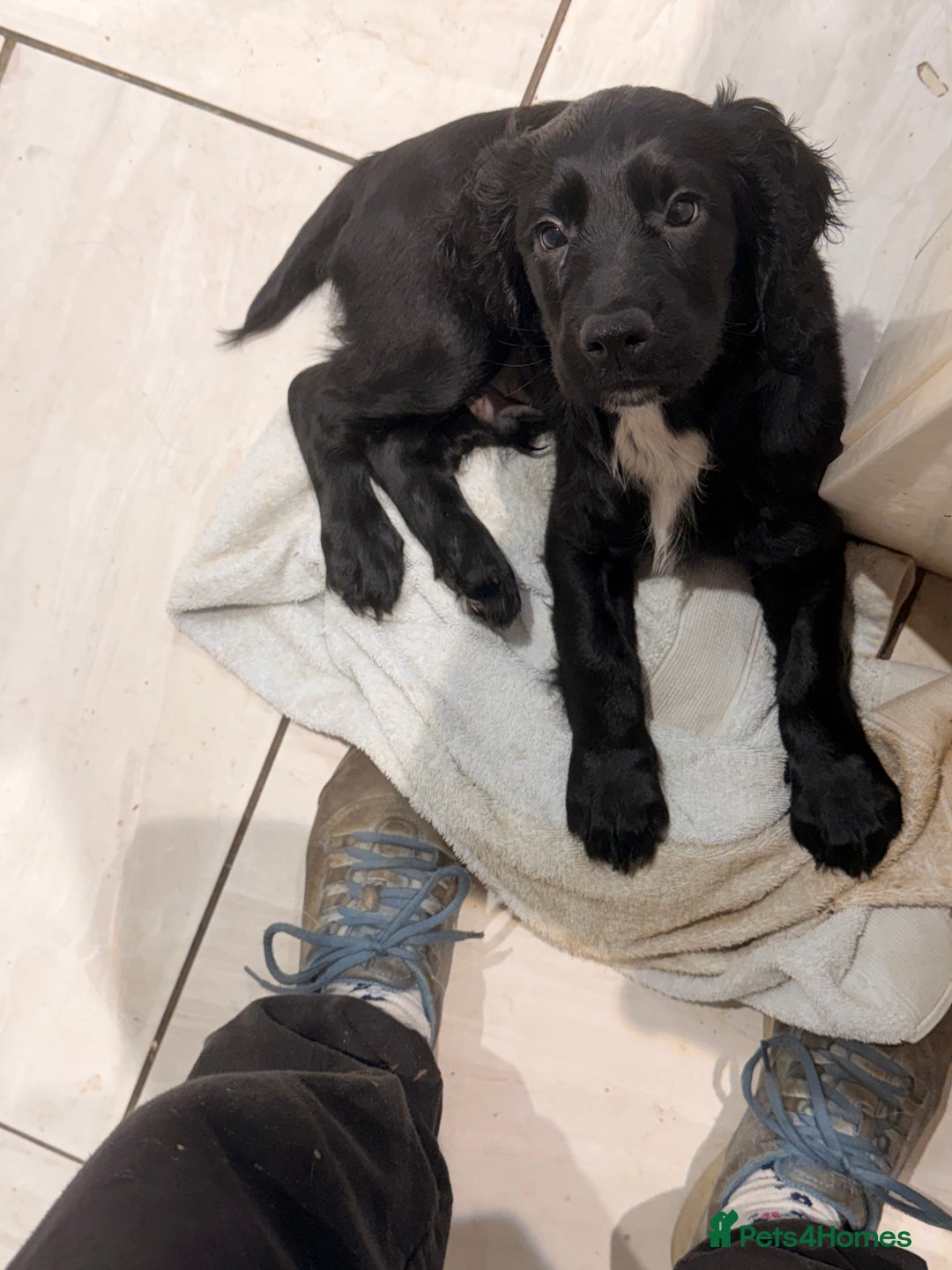 Cocker Spaniel dogs for sale: Working cocker spaniels  - Advert 9