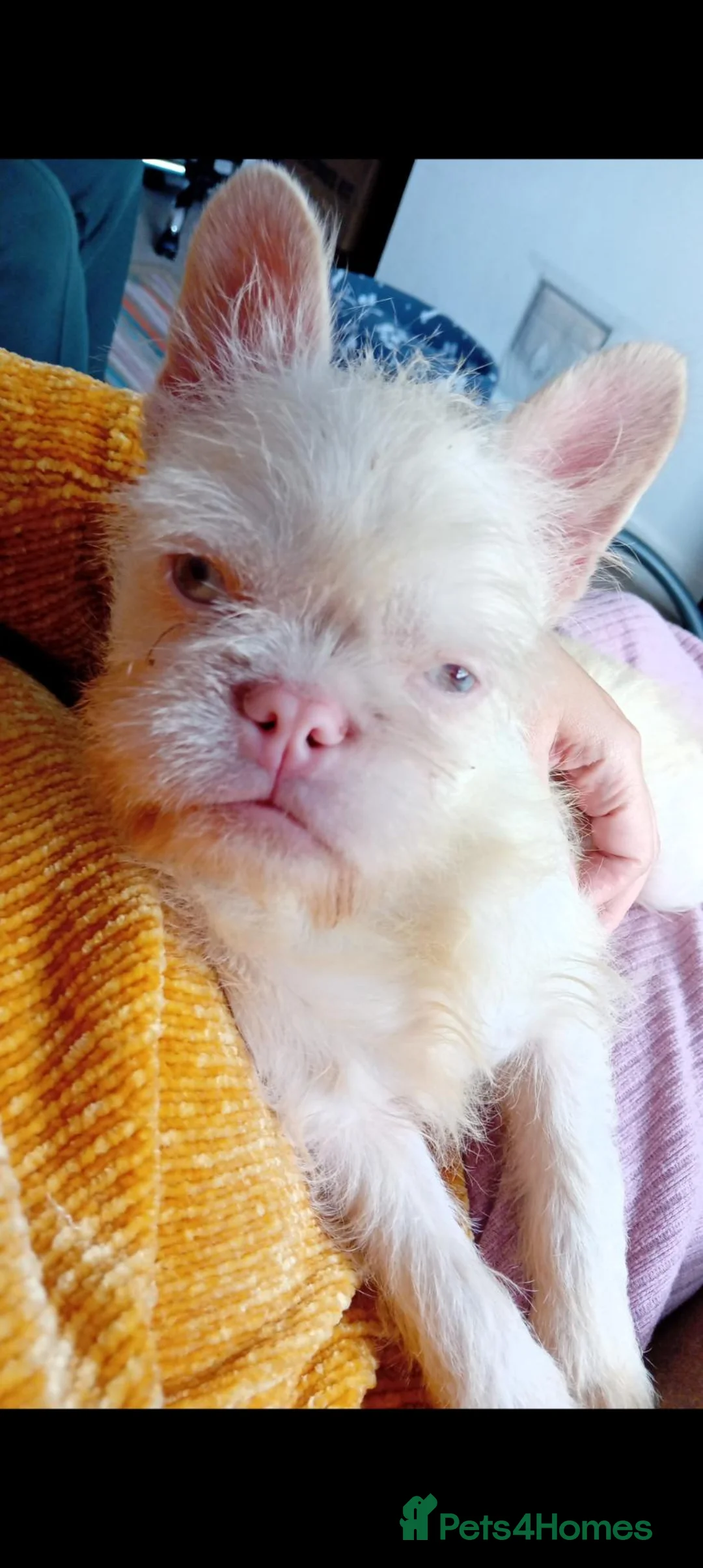 French Bulldog dogs for sale: Koi wirehair French bulldog  - Advert 2