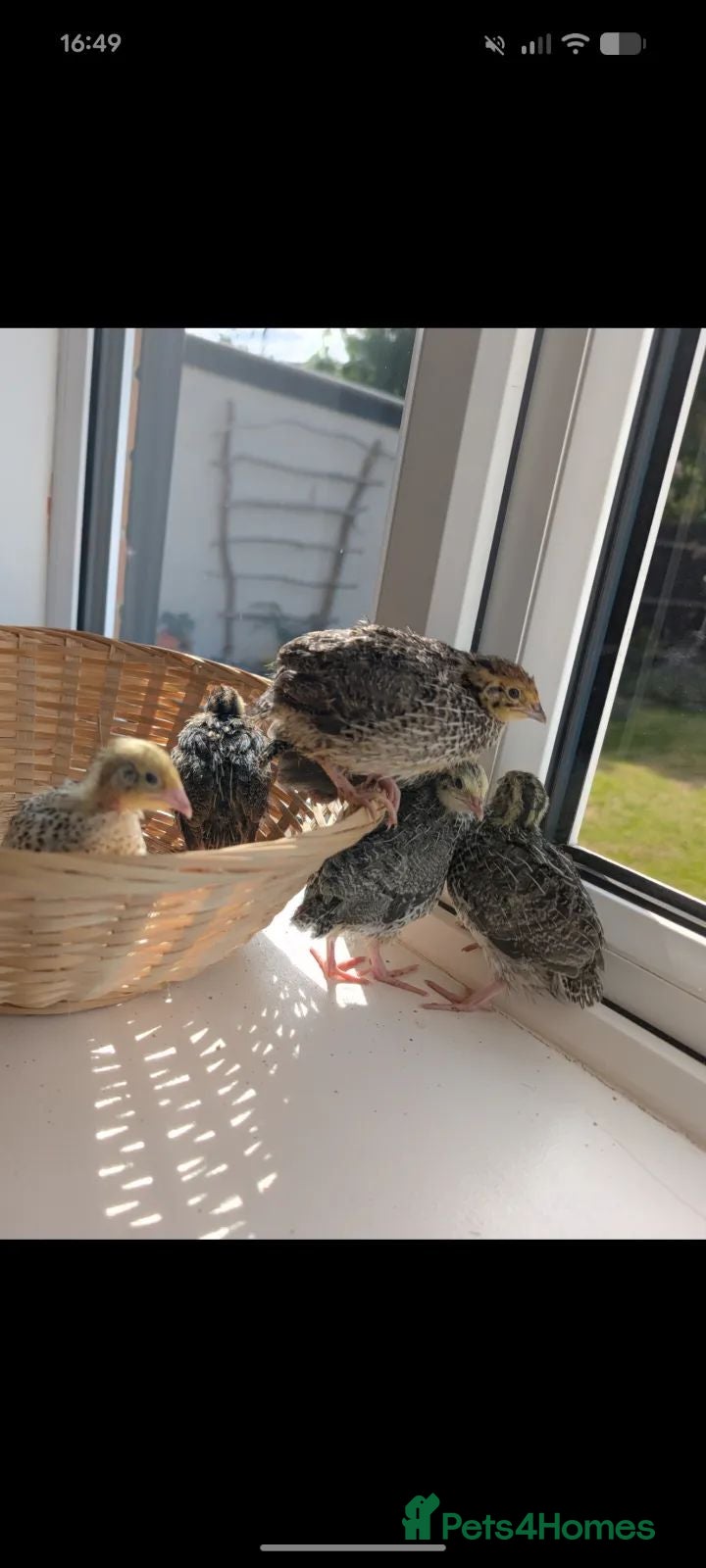 Quail poultry Coturnix Quail Chicks - Off Heat  - Advert 2