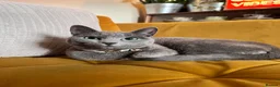 Russian Blue cats for sale: Pedigree Russian Blue Kittens - Advert 18