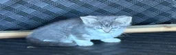 Mixed Breed cats for sale: 6 lovely kittens for sale - Advert 11