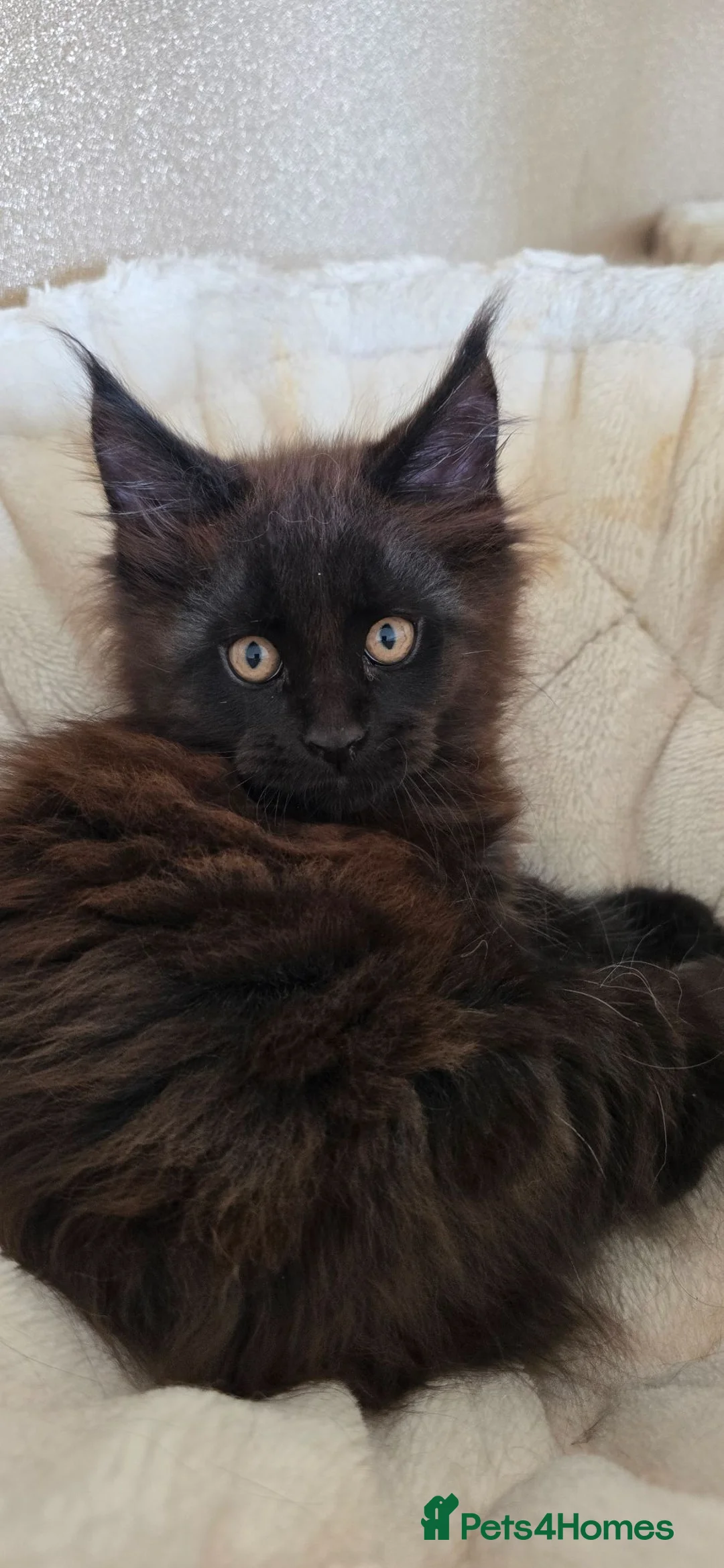 Maine Coon cats for sale: Beautiful Smoke kitten in Grantham - Advert 2