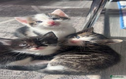 Domestic Shorthair cats for sale: 🐱 Beautiful  Kittens Looking for Loving Homes 🏡 - Image 3
