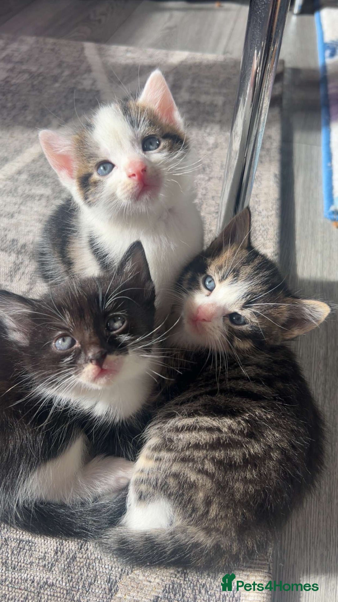 Domestic Shorthair cats for sale: 🐱 Beautiful  Kittens Looking for Loving Homes 🏡 - Image 3