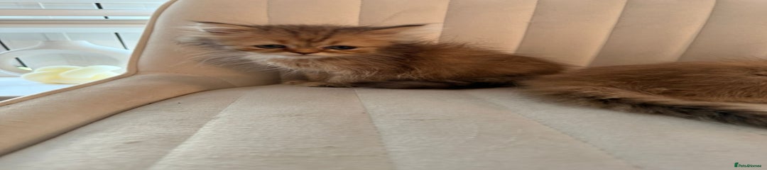 Persian Kitten 2